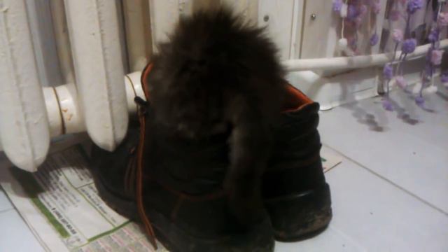ПРИКОЛЫ С КОТАМИ. Смешные коты и кошки. Ест Ли Кот Кукурузу? смотреть онлайн