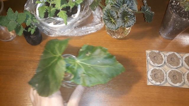 ВЕСЕННЕЕ ЧЕРЕНКОВАНИЕ В САМОМ РАЗГАРЕ/БЕГОНИЯ, ВЕРБЕНА/БАЛЬЗАМИНЫ? смотреть онлайн