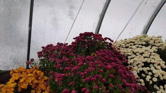 Дом в цветах// Блог.Как живу. 7 выпуск. смотреть онлайн