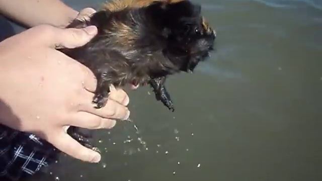 Первое купание морской свинки в море смотреть онлайн