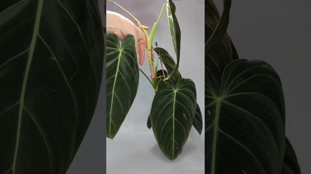 Посадка на опору и размножение экзотического филодендрона Меланохризум. смотреть онлайн
