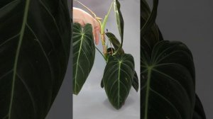 Посадка на опору и размножение экзотического филодендрона Меланохризум.