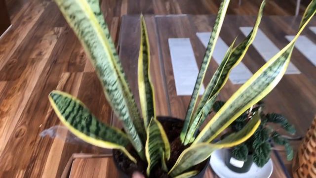 The Beginning Of My Plant Collection 🙌🏻🌿