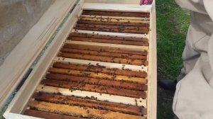 Улей лежак. Объединение пчел на акацию. Двух маточное содержание.