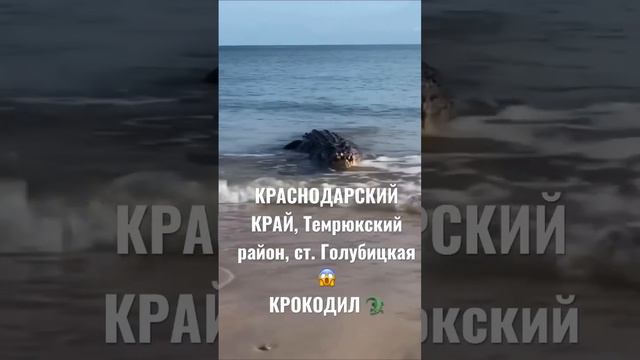 КРОКОДИЛ в ЧЕРНОМ МОРЕ 😳😳 ст. Голубицкая смотреть онлайн