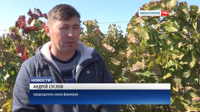 Одна из древнейших отраслей сельского хозяйства в Крыму  виноградарство.