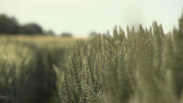 видос — копия (10)