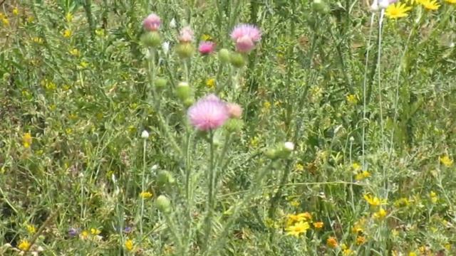 Butterfly Podalirius. Papilio Machaon Butterfly. Bird Song. Wild Nature Sounds Relaxation