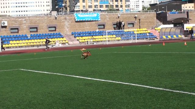 Фризби Фристайл Лена и Ульман смотреть онлайн