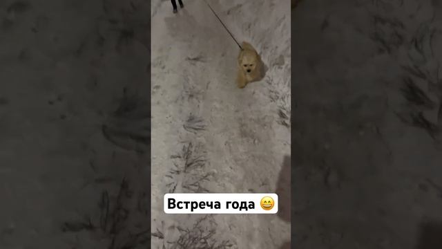 По моему меня никто не ждал ?#кокерспаниель #шпиц #влог #shortvideo #shortsvideo #vlog #зима #снег смотреть онлайн