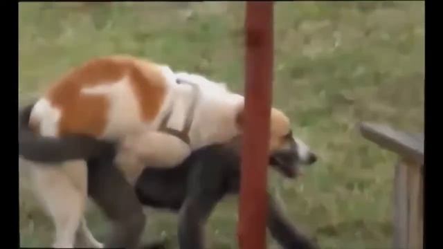 Amzing Dog mating with cat, goat, pig, chicken, duck... || Dog meeting other animals смотреть онлайн