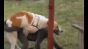 Amzing Dog mating with cat, goat, pig, chicken, duck... || Dog meeting other animals