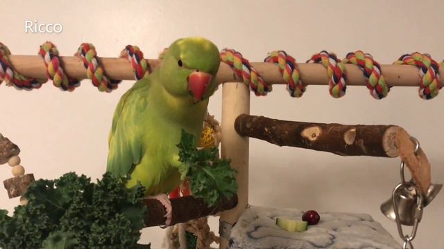 Why fruits and vegetables are so important for your pet bird ! смотреть онлайн