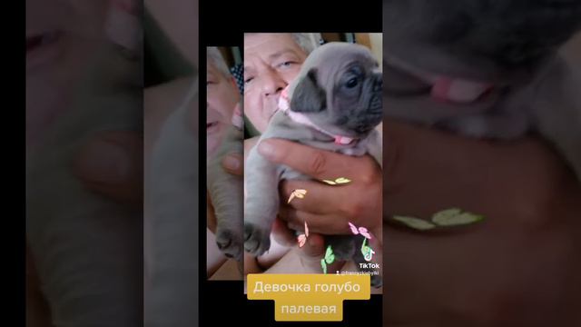щенки французского бульдога голубого окраса с голубыми глазками в резерв смотреть онлайн