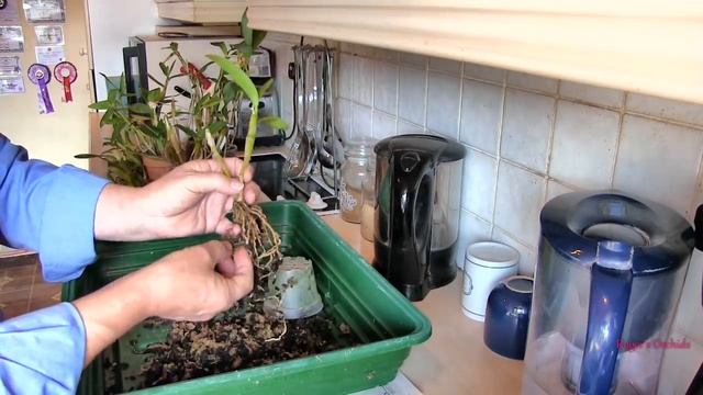 Massive Unpotting - Let's Shorten the List смотреть онлайн