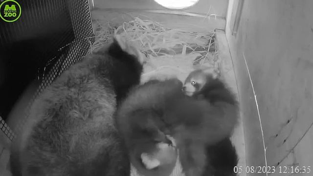 Пока мама спит, можно и поиграть#Memphis Zoo смотреть онлайн