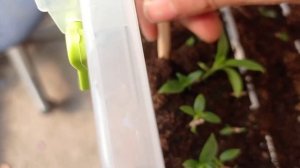 Результат черенкования одревесневших черенков метельчатой гортензии.