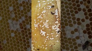 Как подкормить пчел если не берут сироп???