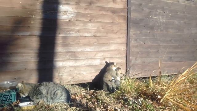 Брошенные кошки на дачах, доживут ли до весны? смотреть онлайн