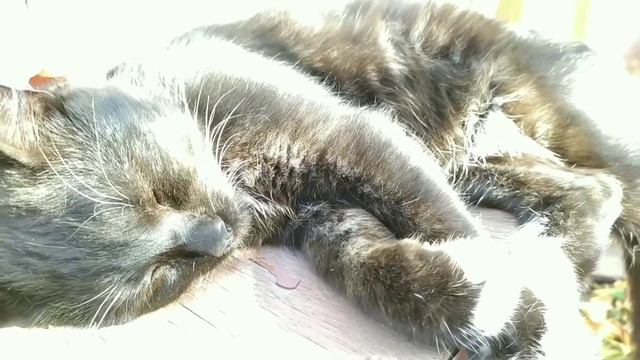 Записи Мамы Таси "Мурчание кота". Relax, meditation. Mommy Tasya's World. It's my world. Soft sound смотреть онлайн