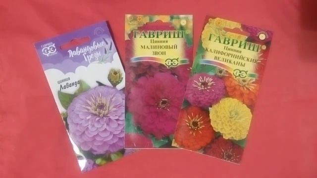 Изящные циннии для яркой клумбы!!! смотреть онлайн