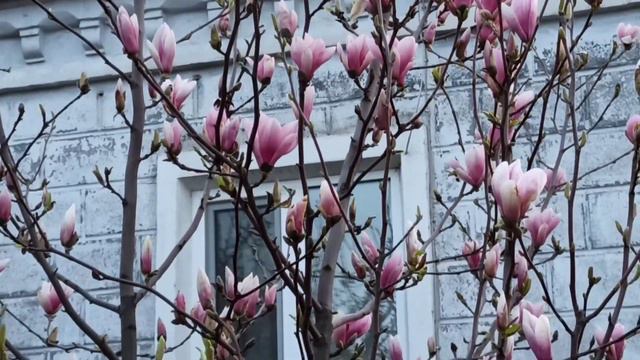 Магнолия цветёт 😲🌺🌺🌺 смотреть онлайн
