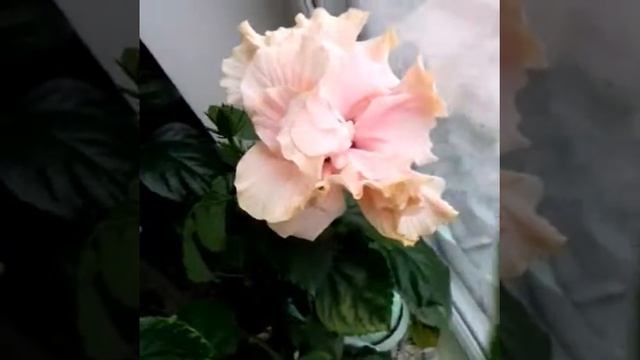Розовый гибискус смотреть онлайн