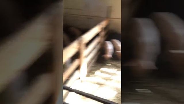 Разведение свиней в домашних условиях. Часть 4 смотреть онлайн