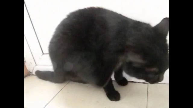 Кот чешет уши и кричит смотреть онлайн