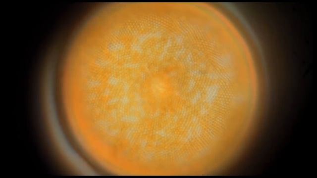 The Secret Life of Plankton смотреть онлайн