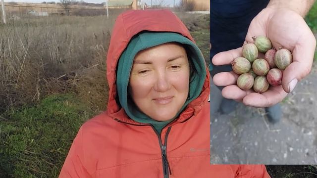 Копаем отводки крыжовника на доращивание с ЗКС смотреть онлайн