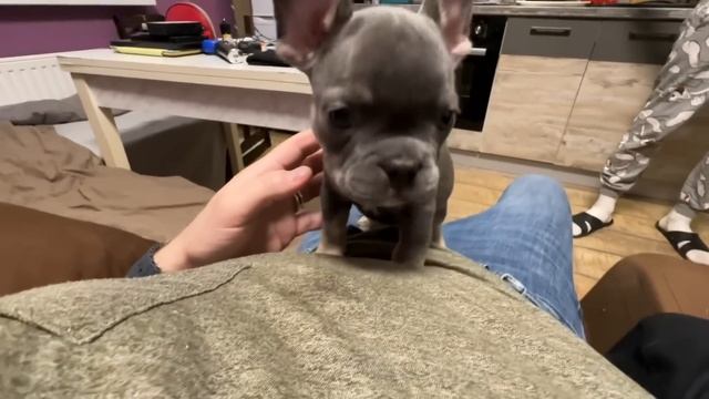 ЧТО СТАЛО С ЩЕНКАМИ?! смотреть онлайн