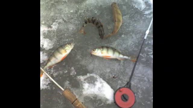 Олег Молодцов - Зимняя рыбалка смотреть онлайн