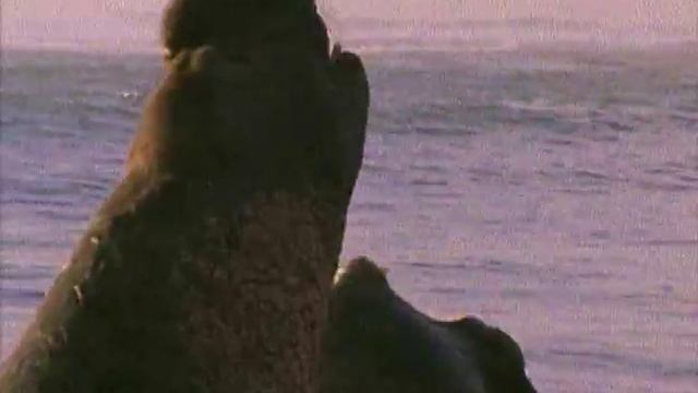 13 Морской слон Элвис смотреть онлайн