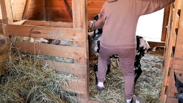 "ДОПРЫГАЛАСЬ" ! ЗА КОРОВАМИ ТЕПЕРЬ ЧИЩУ САМА? смотреть онлайн