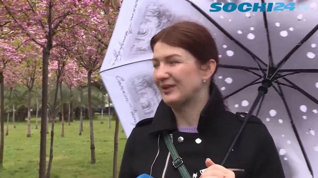 Черешня в цвету: с каждым годом аллея у морского порта Сочи ставится только краше смотреть онлайн