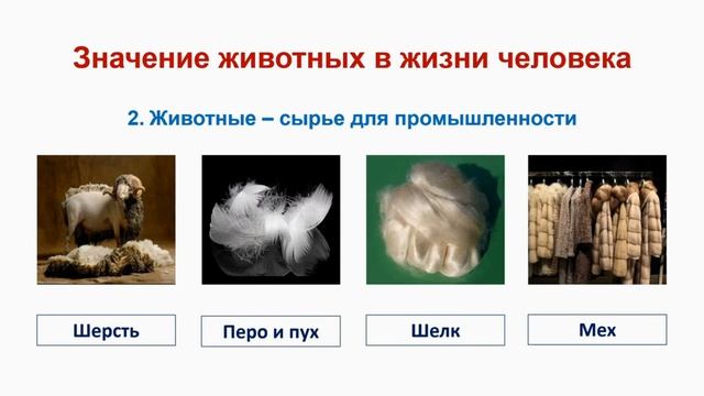 Тема 17. Значение животных в природе и жизни человека смотреть онлайн