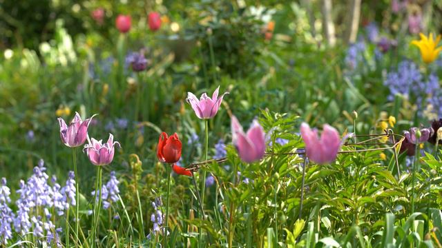 2019 04 22 Jardin de Bagatelle 4K смотреть онлайн