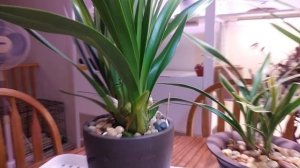 Цимбидиумы в домашних условиях