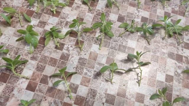 Черенкование калибрахоа.Основные правила! Легко и просто!