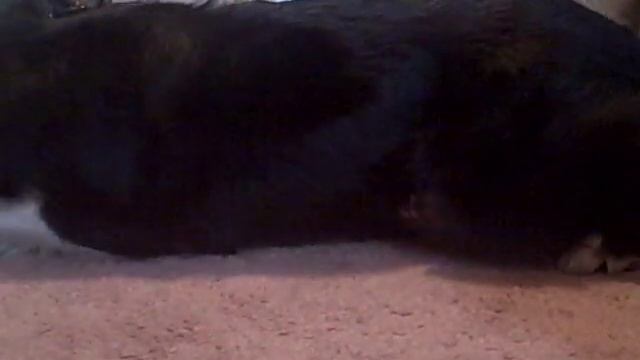 Clicker train your dog to crawl смотреть онлайн