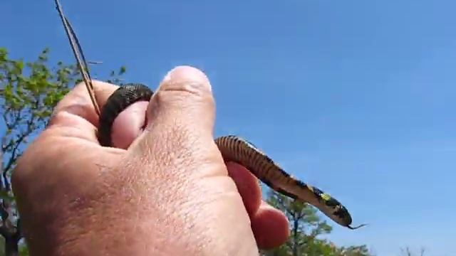 Journeys...Tourism ...Nature ...Animals ...Snakes ...Ужи и полозы маленькие ... смотреть онлайн