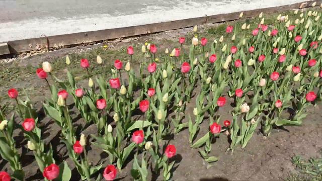 Добропарк, пролёт вдоль тюльпанов, часть 6 смотреть онлайн