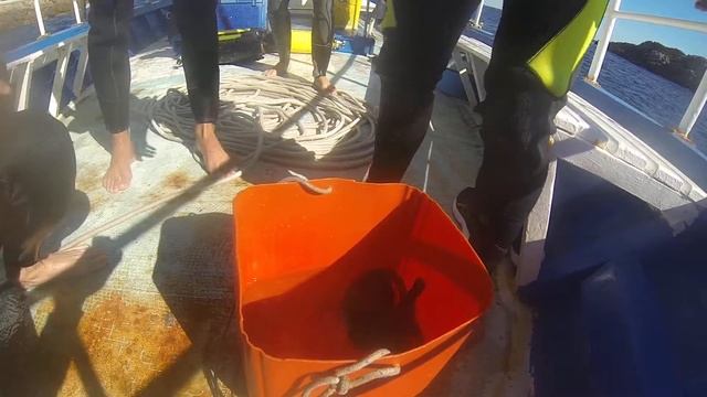 Дайвинг в тунисе 2. Diving in Tunisia 2 смотреть онлайн
