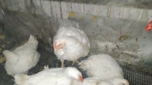 Клеточное содержание бройлеров. Плюсы и Минусы