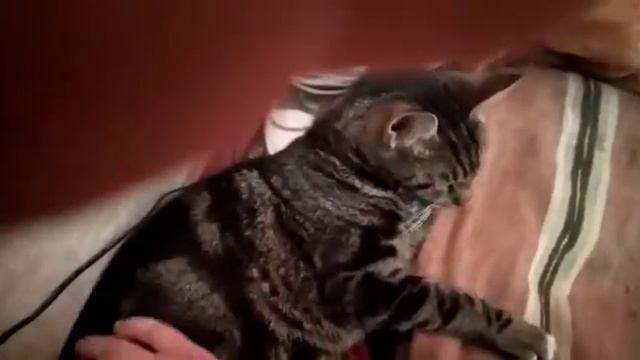 ласковый #кот Рикардо ищет дом. Петербург. Приют смотреть онлайн