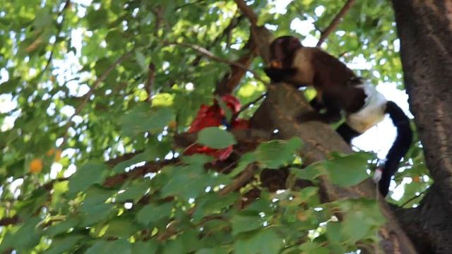 2018.07.01 Обезьяна капуцин Масяня. Абрикос или жердела? Спасаем юбку! смотреть онлайн