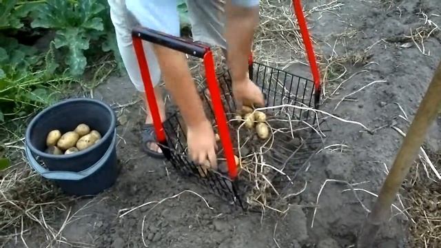 Копаем картошку с помощю сепаратора. смотреть онлайн