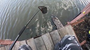 Ловля сазана. Рыбалка на Кубани. Рыбалка в сентябре.