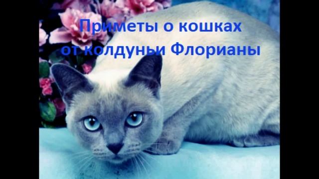 Приметы о чихании кошек смотреть онлайн